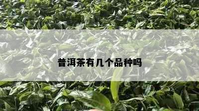 普洱茶有几个品种吗