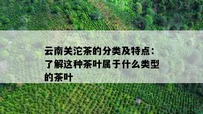 云南关沱茶的分类及特点：了解这种茶叶属于什么类型的茶叶