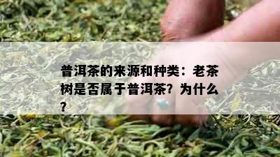 普洱茶的来源和种类：老茶树是否属于普洱茶？为什么？