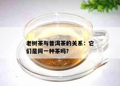 老树茶与普洱茶的关系：它们是同一种茶吗？