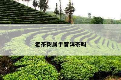 老茶树属于普洱茶吗