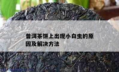 普洱茶饼上出现小白虫的原因及解决方法