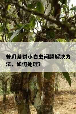 普洱茶饼小白虫问题解决方法，如何处理？