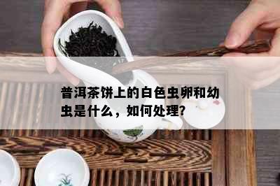 普洱茶饼上的白色虫卵和幼虫是什么，如何处理？