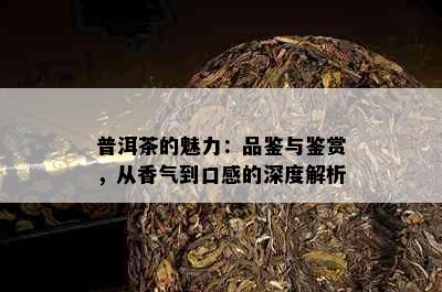 普洱茶的魅力：品鉴与鉴赏，从香气到口感的深度解析