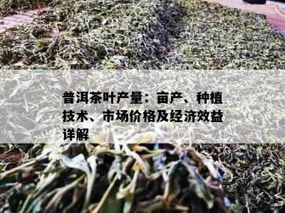 普洱茶叶产量：亩产、种植技术、市场价格及经济效益详解