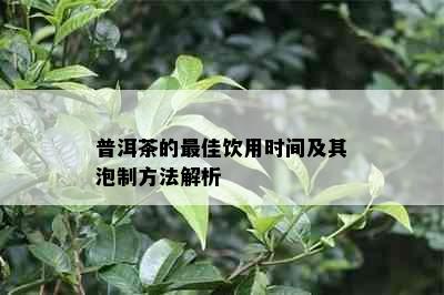 普洱茶的更佳饮用时间及其泡制方法解析