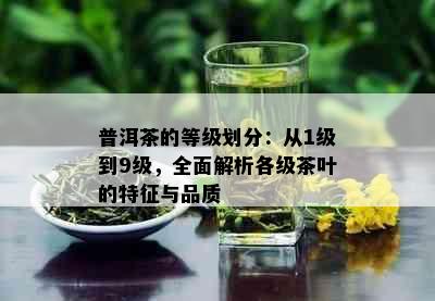 普洱茶的等级划分：从1级到9级，全面解析各级茶叶的特征与品质