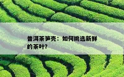 普洱茶笋壳：如何挑选新鲜的茶叶？