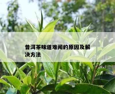 普洱茶味道难闻的原因及解决方法