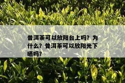 普洱茶可以放阳台上吗？为什么？普洱茶可以放阳光下晒吗？