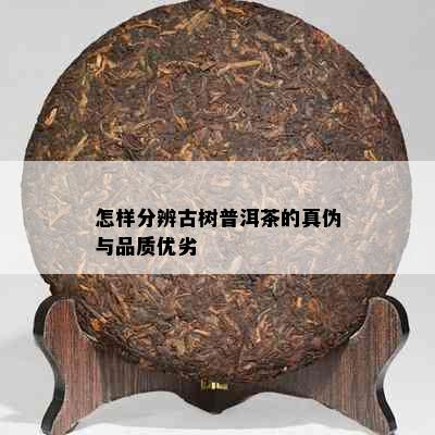 怎样分辨古树普洱茶的真伪与品质优劣