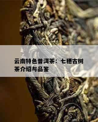 云南特色普洱茶：七穗古树茶介绍与品鉴