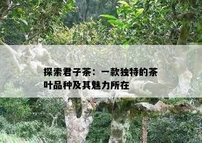 探索君子茶：一款独特的茶叶品种及其魅力所在