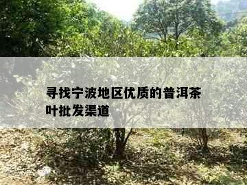 寻找宁波地区优质的普洱茶叶批发渠道