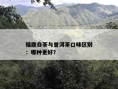 福鼎白茶与普洱茶口味区别：哪种更好？