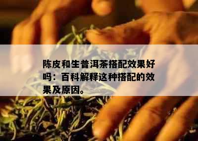 陈皮和生普洱茶搭配效果好吗：百科解释这种搭配的效果及原因。