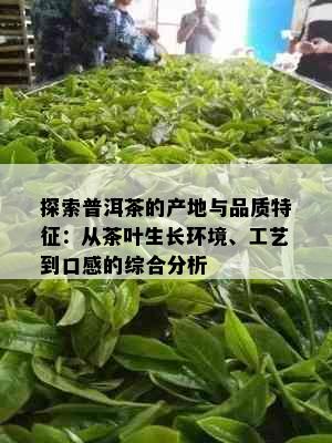 探索普洱茶的产地与品质特征：从茶叶生长环境、工艺到口感的综合分析