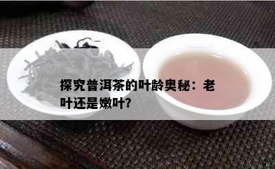 探究普洱茶的叶龄奥秘：老叶还是嫩叶？