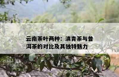 云南茶叶两种：滇青茶与普洱茶的对比及其独特魅力