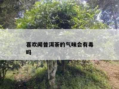 喜欢闻普洱茶的气味会有吗