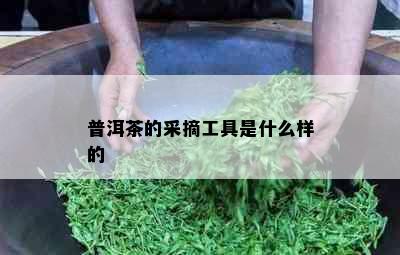 普洱茶的采摘工具是什么样的