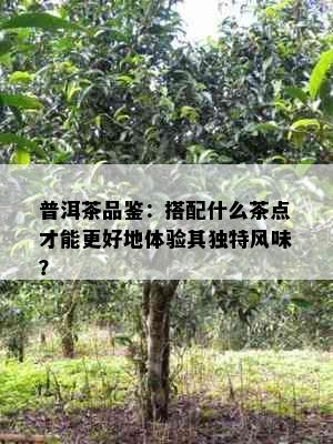 普洱茶品鉴：搭配什么茶点才能更好地体验其独特风味？