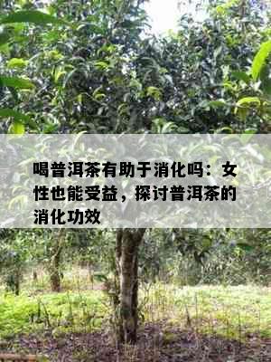 喝普洱茶有助于消化吗：女性也能受益，探讨普洱茶的消化功效