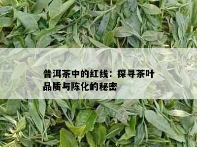 普洱茶中的红线：探寻茶叶品质与陈化的秘密