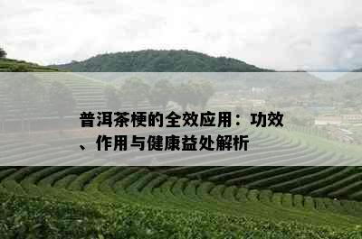 普洱茶梗的全效应用：功效、作用与健康益处解析