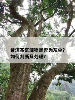 普洱茶沉淀物是否为灰尘？如何判断及处理？