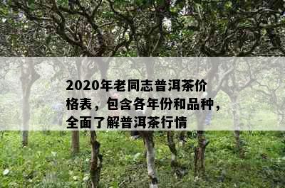 2020年老同志普洱茶价格表，包含各年份和品种，全面了解普洱茶行情