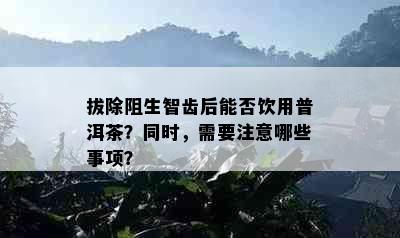 拔除阻生智齿后能否饮用普洱茶？同时，需要注意哪些事项？