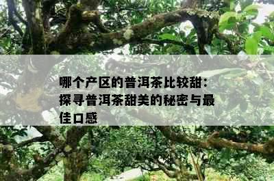 哪个产区的普洱茶比较甜：探寻普洱茶甜美的秘密与更佳口感