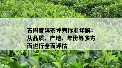 古树普洱茶评判标准详解：从品质、产地、年份等多方面进行全面评估