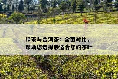 绿茶与普洱茶：全面对比，帮助您选择最适合您的茶叶