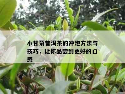 小甘菊普洱茶的冲泡方法与技巧，让你品尝到更好的口感