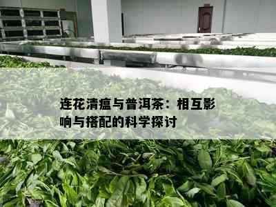 连花清瘟与普洱茶：相互影响与搭配的科学探讨