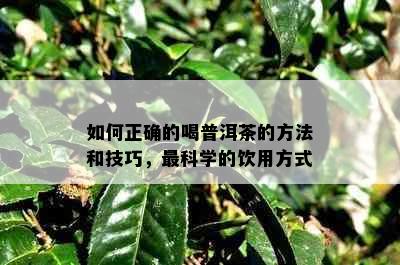 如何正确的喝普洱茶的方法和技巧，最科学的饮用方式