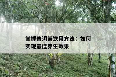 掌握普洱茶饮用方法：如何实现更佳养生效果