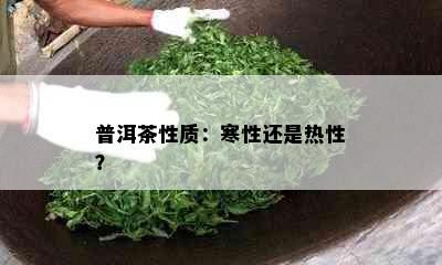 普洱茶性质：寒性还是热性？