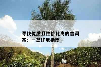 寻找优质且性价比高的普洱茶：一篇详尽指南