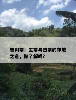 普洱茶：生茶与熟茶的存放之道，你了解吗？