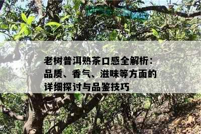 老树普洱熟茶口感全解析：品质、香气、滋味等方面的详细探讨与品鉴技巧