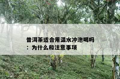 普洱茶适合用温水冲泡喝吗：为什么和注意事项