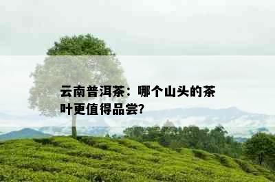 云南普洱茶：哪个山头的茶叶更值得品尝？