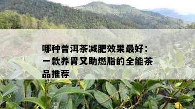 哪种普洱茶减肥效果更好：一款养胃又助燃脂的全能茶品推荐