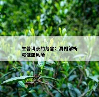 生普洱茶的危害：真相解析与健康风险