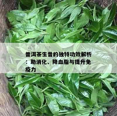 普洱茶生普的独特功效解析：助消化、降血脂与提升免疫力