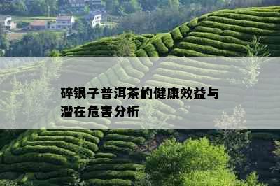 碎银子普洱茶的健康效益与潜在危害分析